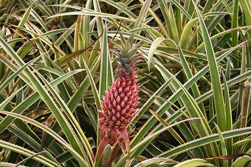 Ananas bracteatus